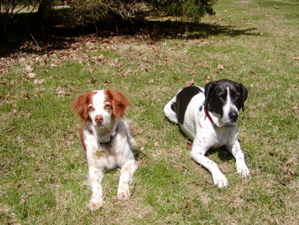 The Dogs